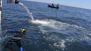 Corvinas produzidas em aquacultura são libertadas em alto mar, ao largo de Olhão, 04 de agosto de 2016. Estes peixes, além de se destinarem ao consumo humano, podem ser utilizados em programas de repovoamento em locais adequados, com o objetivo de melhorar os stocks de pesca. Este ano, o Instituto Português do Mar e da Atmosfera (IPMA) decidiu proceder à libertação de corvinas com a finalidade de avaliar o seu comportamento em mar aberto, bem como avaliar a sua interação com as outras espécies existentes no recife. LUÍS FORRA/LUSA