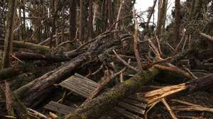 Queda de árvores na Serra de Sintra. Estima-se que caíram 100.000 árvores afetando cerca de 278 hectares dos cerca de 1000 hectares sob gestão da Parques de Sintra - Monte da Lua, devido à passagem da tempestade Martinho na noite de 19 para 20 de março com rajadas de vento com cerca de 169km/h registadas no Cabo da Roca, Sintra, 3 de abril de 2025. (ACOMPANHA TEXTO DE 3 DE ABRIL DE 2025). MIGUEL A. LOPES/LUSA