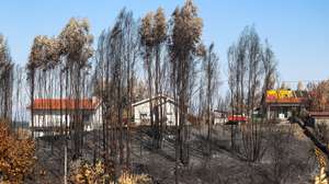 Floresta queimada pelo fogo de 15 de agosto, no incêndio em Avô, em Oliveira do Hospital, 25 de agosto de 2025. PAULO NOVAIS/LUSA