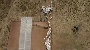 epa12442209 An aerial view showing cowboys driving cattles on Reginaldo Rocha's ranch in the municipality of Sao Geraldo do Araguaia, in the state of Para, Brazil, 15 September 2025 (issued 09 October 2025). Cattle ranchers in the Brazilian Amazon have begun assigning identification numbers to their cows to track their origin, a new public policy that aims to help with health and environmental control but which is progressing slowly due to resistance from part of the sector.  EPA/ISAAC FONTANA
