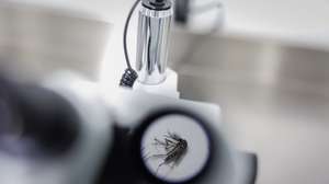 epa12422262 An Aedes aegypti mosquito is viewed under a microscope in a laboratory of the British biotechnology company Oxitec, in Campinas, Brazil, 01 October 2025. Oxitec operates the world's largest factory of mosquitoes infected with the Wolbachia bacteria to combat dengue, ready to begin operations in the Brazilian state of São Paulo.  EPA/Isaac Fontana