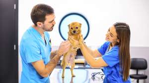 Daniela Barbosa (D) e Mário Ribeiro (E), médicos veterinários, cuidam de animais na Plataforma de Acolhimento e Tratamento Animal (PATA), em Avintes, Vila Nova de Gaia, 03 de abril de 2025. O canil faz o balanço dos quatro anos do projeto, apelo à adoção consciente, alertas sobre os abandonos no verão. (ACOMPANHA TEXTO DA LUSA DO DIA 10 DE ABRIL DE 2025). JOSÉ COELHO/LUSA