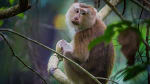 Macaco