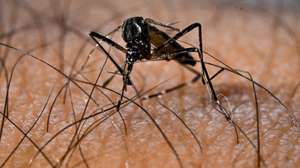 epa11908503 An Aedes aegypti mosquito, responsible for the transmission of the Dengue virus, in Brasilia, Brazil, 13 February 2025 (issued 19 February 2025). The government of the Brazilian state of Sao Paulo, the most populous in the country, decreed a health emergency on 19 February due to the rapid increase in cases of dengue fever, and announced new investments to combat the transmission of the virus.  EPA/Andre Borges