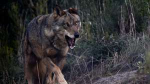 Faia é já considerada a principal atração do Centro de Recuperação do Lobo Ibérico (CRLI), que necessita de donativos para preservar a espécie, Mafra, 11 dezembro 2011. (ACOMPANHA TEXTO)  JOSE SENA GOULAO  / LUSA
