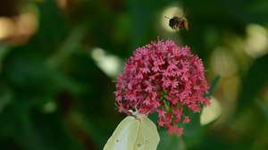 Com o aumento do calor na primavera insetos visitam flores para coletar néctar e pólen, é crucial para a reprodução das plantas e manutenção dos ecossistemas saudáveis, em Tavira, 25 de maio de 2025. LUÍS FORRA/LUSA