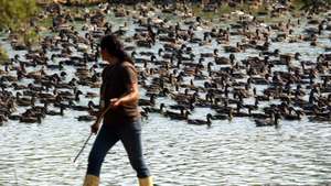 Exploração de aves contaminadas
