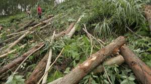 epa000473765 Eucalyptus trees lay on the ground in pieces during logging at the Jiayao Forest Farm in south China's Gaoyao, Guangdong province, Monday 04 July 2005.  While the average Chinese citizen uses 17 times less wood than a person in the US, surging demand in China is straining the forests of countries exporting lumber such as Russia, Malaysia and Indonesia.  China's forests and plantations will provide less than half of the countries expected industrial wood demand by 2010, according to the World Wildlife Fund.  EPA/MICHAEL REYNOLDS