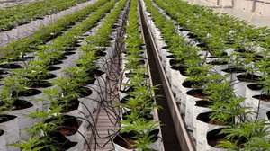 Uma empresa de Altura produz canábis para fins medicinais, Castro Marim, 11 de novembro de 2021. (ACOMPANHA TEXTO DE 15/11/2021)  LUIS FORRA/LUSA