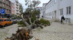 Devido à passagem da depressão Kristin, uma árvore de grande porte caiu na via pública em Torres Vedras, 28 de janeiro de 2026. Portugal continental está a ser afetado pelos efeitos da passagem da depressão Kristin, com chuva, vento, neve e agitação marítima, tendo sido emitidos vários avisos pelo Instituto Português do Mar e da Atmosfera (IPMA). CARLOS BARROSO/LUSA
