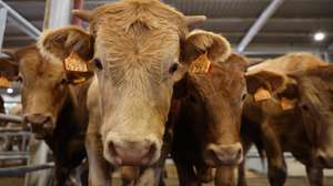 Bovinos, parte de um lote de animais que serão leiloados na Acos - Associação de Agricultores do Sul, em Beja, 25 de maio de 2023. Sem pastagens para o gado, devido à seca, e com as rações e a palha a preços altos, os criadores de bovinos do Baixo Alentejo estão a desfazer-se dos animais em leilões ou nos matadouros. (ACOMPANHA TEXTO DA LUSA DO DIA 28 DE MAIO DE 2023). NUNO VEIGA/LUSA