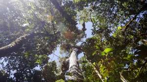 epa08913537 View of a hawk in the Palo Verde cloud forest, a natural reserve with vast biodiversity, which is home to numerous hundred birds and a large number of hiking trails in the province of Cartago, Costa Rica, 31 December 2020.  EPA/Jeffrey Arguedas