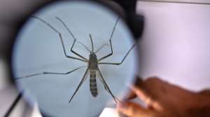 epa11270553 An Aedes aegypti mosquito, responsible for transmitting dengue, seen through a microscope at the Laboratory of Medical Parasitology and Vector Biology of the Faculty of Medicine of the University of Brasilia (UnB), in Brasilia, Brazil, 04 April 2024 (issued 10 April 2024). Brazilian researchers have launched a method to fight the dengue-transmitting mosquito that uses the same insect as a Trojan horse to spread a larvicide, in the midst of the worst epidemic of this disease in the country&#039;s history. It is a technique developed by the public laboratory Instituto Fiocruz and consists of a container filled with water in which they place a cloth impregnated with larvicide that, although it does not kill the mosquitoes, kills the larvae in the breeding sites.  EPA/Andre Borges