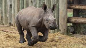 epaselect epa11715970 Orphaned rhino calf Jonathan (5 months old) enjoys a run at a rhino orphanage near Pretoria, South Africa, 12 November 2024. Led by the charity Saving the Wild, rhino orphans David and Jonathan are the ambassadors of their campaign for rhino legislation. An estimated 10,000 rhinos have been poached in South Africa since 2010, yet there is no minimum sentence for rhino poaching, meaning there is no great deterrent to stop poachers from killing rhinos in South Africa. Saving the Wild works with the team in the Greater Kruger National Park in South Africa, who are responsible for the arrest of more than 300 rhino poachers and the seizure of more than 50 high-caliber rifles, and there have been almost no convictions since 2016.  EPA/KIM LUDBROOK