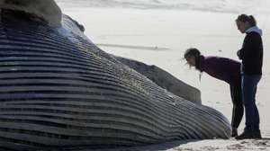 Populares observam o cadáver de uma baleia, com 20 metros, que deu esta manhã à costa, em frente à localidade de Barra de Mira, próximo da praia do Areão, em Mira, 13 de novembro de 2018. PAULO NOVAIS/LUSA
