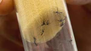 epa05152824 Aedes Aegypti mosquitos, which transmit dengue fever and Zika virus, are pictured in a jar at the International Atomic Energy Agency (IAEA) Insect Pest Control Laboratory in Seibersdorf, Austria, on 10 February 2016. Several Latin American countries searching for ways to control Zika-carrying mosquitoes have recently turned to the IAEA for help. Brazil, El Salvador and several other Central American countries have expressed interest in using technology to sterilize male mosquitoes by irradiating them to drive down populations of the insect. Experts of the IAEA and the UN have developed ways to breed millions of these insects and to expose them to a few minutes of radiation, a method that does not make the animals radioactive.  EPA/CHRISTIAN BRUNA