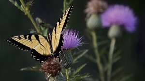 epaselect epa06150817 A large butterfly crawls around a flower in the country near Commerce, Texas, USA, 18 August 2017.  EPA/LARRY W. SMITH