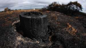 epa13135887 A photograph taken on a fisheye lens of a charred stump after wildfires in Halkyn, Britain, 27 July 2026. A drought was declared by Natural Resources Wales in North Wales and the Upper Severn on 23 July after a prolonged period of hot, dry weather.  EPA/ADAM VAUGHAN