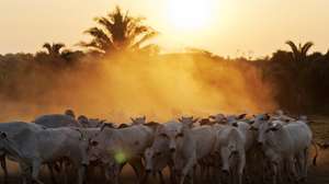 epa12442197 A herd of cattle is gathered at the ranch of Reginaldo Rocha in the municipality of Sao Geraldo do Araguaia, in the state of Para, Brazil, 15 September 2025 (issued 09 October 2025). Cattle ranchers in the Brazilian Amazon have begun assigning identification numbers to their cows to track their origin, a new public policy that aims to help with health and environmental control but which is progressing slowly due to resistance from part of the sector.  EPA/ISAAC FONTANA