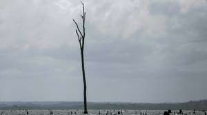 epa11017841 A view of usually submerged tree trunks reaching over the surface of the waters of Gatun Lake which is affected by climate change in Panama City, Panama, 07 December 2023 (issued 08 December 2023). The severe drought, a consequence of the El Nino phenomenon and the prolongation of the dry season, has set off alarm bells at the Panama Canal, forcing the interoceanic waterway to implement drastic measures to deal with this unprecedented situation in 2023.  EPA/Carlos Lemos