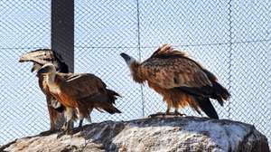 Aves que se encontram em recuperação no Centro de Interpretação Ambiental e Recuperação de Animais (CIARA), em Torre de Moncorvo, onde, já foram devolvidas à natureza mais de 250 aves que foram treinadas naquele equipamento dotado de um túnel de voo com característica "únicas" na Península Ibérica, Bragança, 23 de março de 2021. (ACOMPANHA TEXTO DA LUSA DO DIA 24 DE MARÇO DE 2021). FRANCISCO PINTO/LUSA