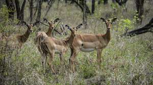 Grupo de impalas fêmeas circulam no Parque Nacional da Gorongosa, em Moçambique, 10 de novembro de 2022. A última contagem de fauna bravia ultrapassou pela primeira vez os 102.000 animais, mas o administrador do parque, Pedro Muagura, queixa-se dos efeitos que a irregularidade das chuvas está a causar. (ACOMPANHA TEXTO DA LUSA DO DIA 27 DE NOVEMBRO DE 2022). LUÍS FONSECA/LUSA