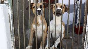 Assembleia Municipal de Lisboa aprova recomendação para criar cemitério para animais