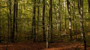 epa10969563 Beech trees stretch in the forest of Neochori, Halkidiki, North Greece, 08 November 2023 (issued 11 November 2023). In the forest of Megali Panagia chainsaws echo is heard everywhere and forest roads are lined with stacked logs beech and oak. According to Giorgos Kyros, forester of Arnaia Forestry, head of the forest administration and management department, this is a productive forest where logging is done by the approximately 170 forest workers, with 500 mules 'helpers', of the 6 Forestry Cooperatives.  EPA/ACHILLEAS CHIRAS