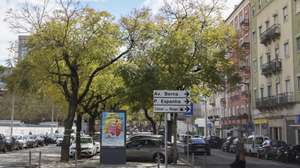 A Câmara Municipal de Lisboa pretende abater 25 jacarandás e transplantar outras 22 árvores na Avenida 5 de Outubro, para construção de um parque de estacionamento subterrâneo, o que motivou uma petição contra esta decisão, com mais de 20.500 assinaturas, em Lisboa, 24 de março em Lisboa. TIAGO PETINGA/LUSA