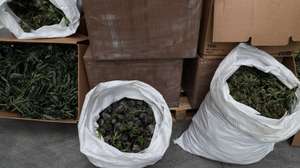 A Polícia Judiciária desencadeou, nos últimos dias, uma operação policial visando desmantelar locais de produção indoor de grandes quantidades de canábis, tendo sido apreendidas um total de largos milhares de plantas de Canábis Sativa L em diferentes estados de crescimento, divididas por estufas autonomizadas, na sede em em Lisboa, 04 fevereiro de 2022. TIAGO PETINGA/LUSA