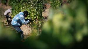 A vindima começou mais cedo no Douro para “salvar” a uva da seca e do calor e, pelos valados de uma quinta, em Alijó, cruzam-se vindimadores portugueses, timorenses e ucranianos, que minimizam a falta de mão-de-obra,
Alijó, 18 de agosto de 2022.  (ACOMPANHA TEXTO DE 21 DE AGOSTO DE 2022) PEDRO SARMENTO COSTA/LUSA