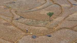epaselect epa13245049 An aerial photo taken with a drone shows a shepherd herding sheep on a dried-up paddy field in Jonggol, West Java, Indonesia, 17 September 2026. The El Nino-affected drought has forced villagers to collect water for household use from dried-up creeks, while more than 700 hectares of rain-fed rice fields in the area could not be planted. According to the Meteorology, Climatology, and Geophysics Agency (BMKG), the El Nino-affected climate has caused extended drought conditions and increased the risk of wildfires across the country.  EPA/MAST IRHAM