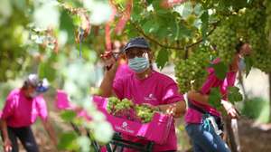 Uma trabalhadora acena à ministra da Agricultura, Maria do Céu Antunes (ausente na imagem), durante a colheita das uvas na Herdade Vale da Rosa, produtora de uvas de mesa. Ferreira do Alentejo, 31 de julho de 2020. NUNO VEIGA/LUSA