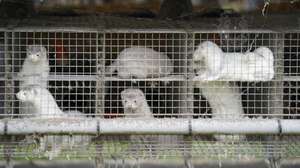 epa08798607 Minks in a farm in Gjoel in North Jutland, Denmark, 09 October 2020 (issued 04 November 2020). Reports on 04 November 2020 state that Denmark plans to cull all minks in the country's mink fur farms to contain a spread of a coronavirus mutation. A Covid-19 outbreak in mink farms in October 2020 saw similar measures.  EPA/Mads Claus Rasmussen DENMARK OUT