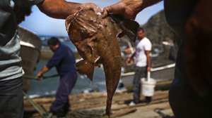Pescadores seguram um tamboril que apanharam no mar, no Porto da Azenha do Mar, em Odemira, 11 de maio de 2014. A comunidade piscatória da Azenha do Mar criou o projeto “Cabaz do Mar”, que consiste num cabaz com diferentes tipos de peixe que é entregue em casa dos clientes. (ACOMPANHA TEXTO) MÁRIO CRUZ/LUSA