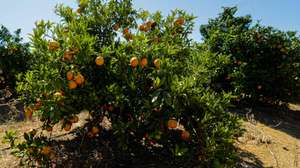 Tangerineira