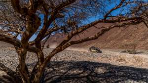 epa11087373 Joao Ferreira of Portugal drives his Can-Am Maverick during the Stage 11 of the 2024 Rally Dakar from Alula to Yanbu, Saudi Arabia, 18 January 2024.  EPA/Aaron Wishart