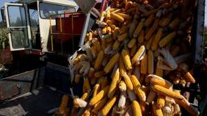 epa03895224 A Chinese farmer unloads corn cobs from a harvesting machine in rural Jiaozhou city, Shandong province, China, 04 October 2013. Autumn harvest season is coming as Chinese farmers begin to reap their crops. China's grain output reached a record high of 589.6 million tons in 2012 and is expected to reach a new record in 2013, according to the Ministry of Agriculture.  EPA/WU HONG