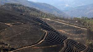 Paisagem florestal destruida pelo incêndio que fustigou o concelho de Arouca durante três dias, 01 de agosto de 2025. O incêndio que deflagrou na segunda-feira em Arouca, e que alastrou aos concelhos vizinhos de Castelo de Paiva e Cinfães, foi dado como dominado cerca das 07:00 de hoje. De acordo com as primeiras estimativas, o incêndio de Arouca chegou a ter cerca de 50 quilómetros de perímetro e consumiu neste município uma área de cerca de 4000 hectares de floresta. ESTELA SILVA/LUSA
