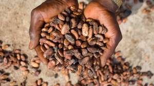 epaselect epaselect epa11732446 Cocoa beans are spread to dry in a farm in Wao-Wao community in Ondo State, southwestern Nigeria, November 20, 2024 (issued on 21 November 2024). Cocoa is the leading agricultural export of Nigeria and accounts for 28.72 percent of total agricultural exports, according to the Ministry of Agriculture and Food Security, making Nigeria the world's fourth largest producer of cocoa. It is the basic ingredient for chocolate, and the main harvest season is from October to December. It takes about five years from seed for a cacao tree to grow mature and start producing cacao pods.Â   EPA/EMMANUEL ADEGBOYE  ATTENTION: This Image is part of a PHOTO SET