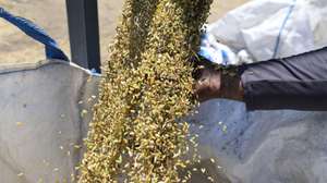 epa12088818 Fresh 'Freekeh' grains are piled up during one of the phases of its production on a farm near the West Bank city of Jenin, 10 May 2025. Freekeh is a cereal food made from green wheat that goes through a roasting process during its production. It is an ancient dish that is popular all over the region in Palestine, Jordan, and Egypt. The wheat is harvested while the grains are yellow and the seeds are still soft, then it is piled and sun-dried. The piles are then set on fire so only the straw and chaff burn.  EPA/ALAA BADARNEH