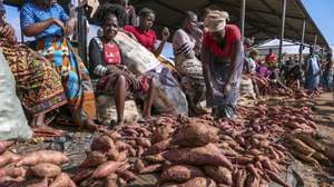 Milhares de famílias em Chimoio, a capital de Manica, trocaram o pão por mandioca, batata-doce ou inhame para contornar a alta de preços do trigo importado, 20 maio 2022. No mercado 38 Milímetros, o principal mercado informal de Chimoio, regista um grande movimento de pessoas, muitas inclinadas para escolher e comprar molhos de batata-doce ou mandioca, arrumados em sacos de ráfia. (ACOMPANHA TEXTO DO DIA 25 MAIO 2022).   ANDRÉ CATUEIRA / LUSA