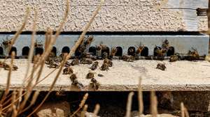 Abelhas numa colmeia, em Tavira, 31 de maio de 2023. A apicultura do Algarve enfrenta o segundo ano de dificuldades devido aos efeitos da seca e aumento dos custos de produção, sem contar com qualquer apoio do ministério da Agricultura, criticou a Melgarbe – Associação de Apicultores do Sotavento Algarvio. (ACOMPANHA TEXTO DA LUSA DO DIA 05 DE JUNHO DE 2023). LUÍS FORRA/LUSA