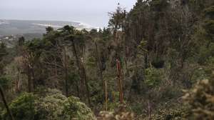 Queda de árvores na Serra de Sintra. Estima-se que caíram 100.000 árvores afetando cerca de 278 hectares dos cerca de 1000 hectares sob gestão da Parques de Sintra - Monte da Lua, devido à passagem da tempestade Martinho na noite de 19 para 20 de março com rajadas de vento com cerca de 169km/h registadas no Cabo da Roca, Sintra, 3 de abril de 2025. (ACOMPANHA TEXTO DE 3 DE ABRIL DE 2025). MIGUEL A. LOPES/LUSA