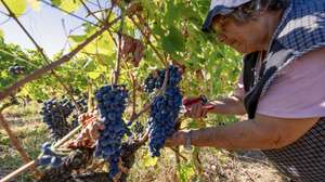 Agricultores fazem a vindima na região de Valpaços, 03 de setembro de 2026. Na região vitivinícola de Trás-os-Montes cortam-se as uvas com a expectativa de um aumento de produção e boa qualidade, mas em Valpaços a vindima fica marcada pelo incêndio que afetou 304 hectares de vinha. (ACOMPANHA TEXTO DA LUSA DO DIA 05 DE SETEMBRO DE 2026). PEDRO SARMENTO COSTA/LUSA