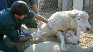 Veterinários vacinam ovelhas na Herdade de Casas Novas, onde se iniciou a Campanha Nacional de Vacinação em gado ovino, contra o Seropito 1, do vírus da Língua Azul, que contou a presença do Ministro da Agricultura, Jaime Silva, 09 Novembro 2007, em Coruche. PAULO CUNHA / LUSA