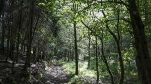 Florestas em que sete anos depois dos incêndios de Pedrógão Grande, alguma coisa mudou no território afetado pelos fogos. Há aldeias mais seguras e projetos que poderão mudar a paisagem, mas o eucaliptal abandonado está tão presente que quase parece “autóctone”, Figueiró de Vinhos,  24 de maio de 2024. (ACOMPANHA TEXTO DE 04-06-2024) PAULO NOVAIS/LUSA
