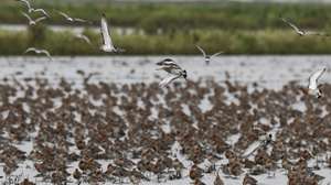 Maçarico-de-bico-direito na lezíria do Tejo, onde se estima que 200.000 a 300.000 aves de várias espécies migram anualmente entre o norte da Europa e o Estuário do rio Tejo, em Vila Franca de Xira, 07 de fevereiro de 2024. O Instituto da Conservação da Natureza e das Florestas (ICNF) chumbou a prorrogação da Declaração de Impacto Ambiental do aeroporto do Montijo com base em novos estudos sobre as aves. (ACOMPANHA TEXTO DA LUSA DO DIA 10 DE FEVEREIRO DE 2024). MIGUEL A. LOPES/ LUSA