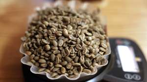 epa12252093 Coffee beans on a scale during a cupping session at Hacienda La Esmeralda, in the small town of Boquete, Panama, 17 July 2025 (Issued 21 July 2025). Amid the global ecotourism boom, Panama is holding an event that offers a glimpse into the complex world of luxury coffee which has been in the hands of landowning families for almost a century and now has a new more public-facing approach.  EPA/BIENVENIDO VELASCO