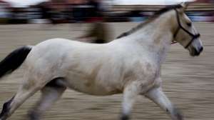 Feira do Cavalo